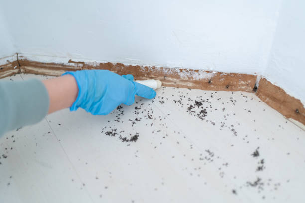 Best Rat Extermination Near Me  in Towanda, KS